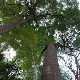 木