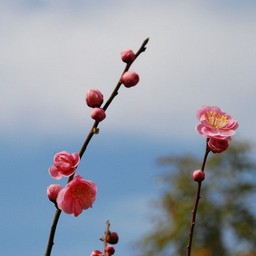 梅
