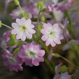 雲南桜草