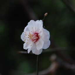 梅
