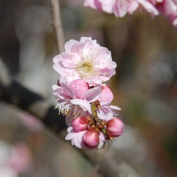 梅