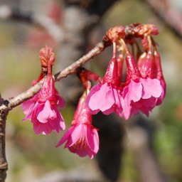 ヒカン桜