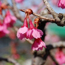 ヒカン桜