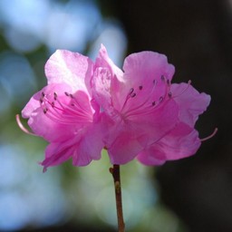 サクラゲンカイツツジ