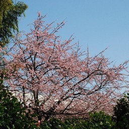 桜