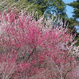 梅と桜