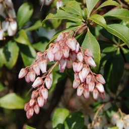 赤花アセビ