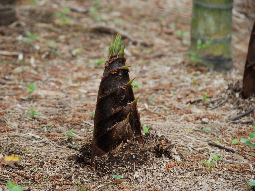 tssE咬RE|̎q - ԁi4Bej - ʐ^f - ݃{