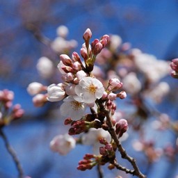 桜