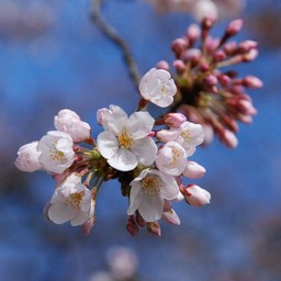 桜
