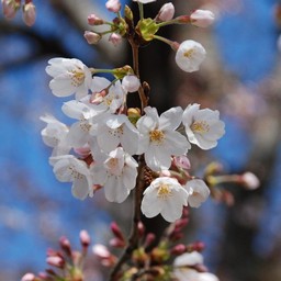 桜