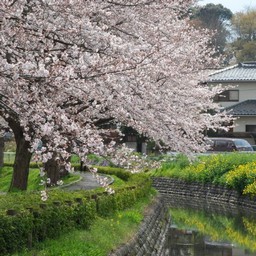 桜