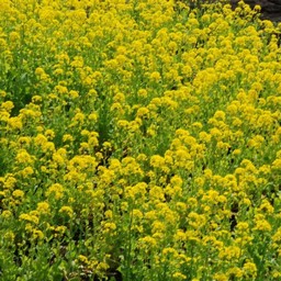 菜の花