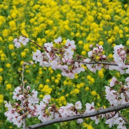 桜