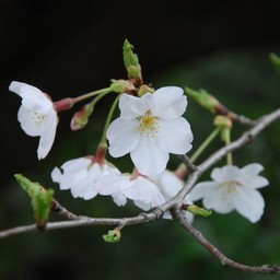 桜