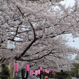 桜