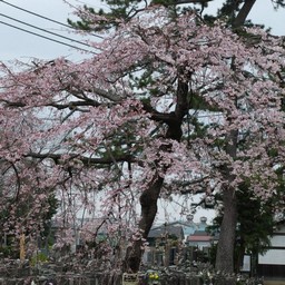 桜