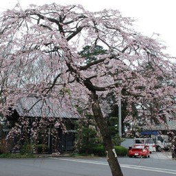 桜