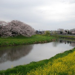 桜