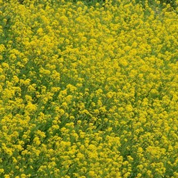 菜の花