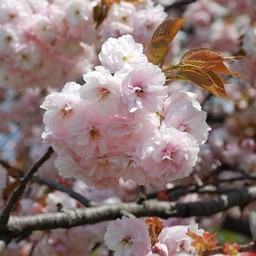 八重桜