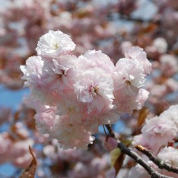八重桜