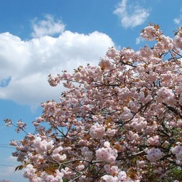 八重桜