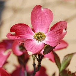 花水木
