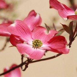 花水木