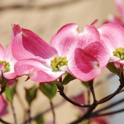 花水木