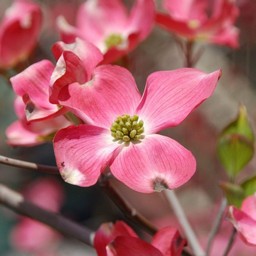 花水木
