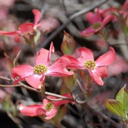 花水木