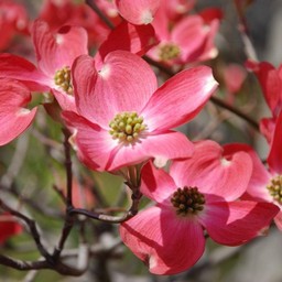 花水木