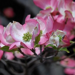 花水木