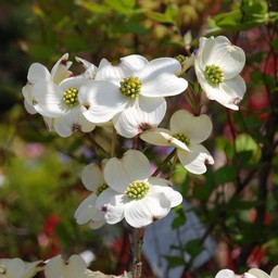 花水木