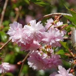 しだれ桜