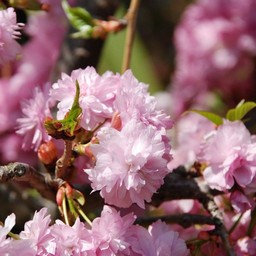 しだれ桜