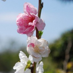花もも