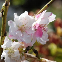 花もも