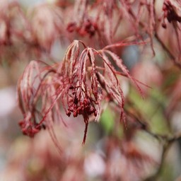 紅シダレ(モミジ)