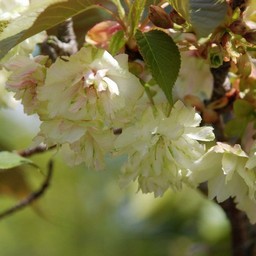 黄桜