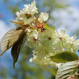 黄桜