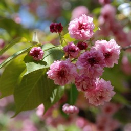 桜