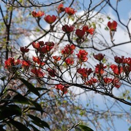 花水木