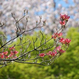 花水木