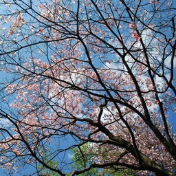 花水木