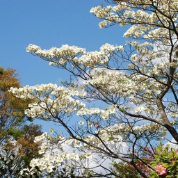 花水木