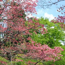 花水木