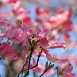 花水木