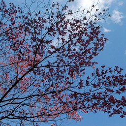 花水木